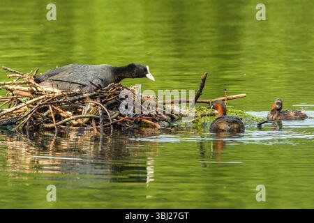 Eurasion Coot (Fulica atra) et paire de petits grèbes ou dabchicks (Tachybaptus ruficollis) partageant un site de nidification dans le sud de l'Angleterre Banque D'Images