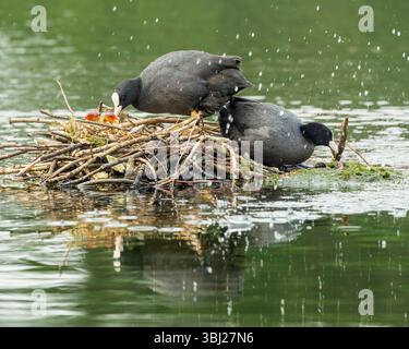 Eurasion Coots (Fulica atra) avec des poussins nichant sur un étang dans le sud de l'Angleterre Banque D'Images