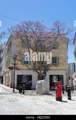 Une boutique sur main Street à Gibraltar, avec un arbre, un mémorial et une boîte aux lettres rouge devant. Banque D'Images