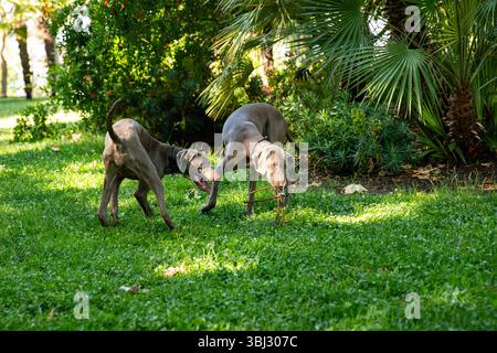 Deux chiens de Weimaraner jouent sur l'herbe dans le parc Banque D'Images