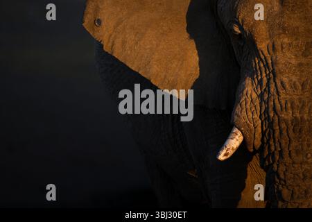Un gros plan d'un vieux taureau ridé désert éléphant dans le parc national d'Etosha, près de Namoutini, Namibie. Banque D'Images
