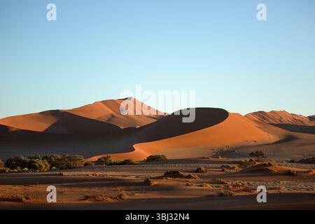 Les courbes des dunes de sable rouge de Sossusvlei sont éclairées à la première lumière. Banque D'Images