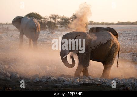 Un grand taureau désert éléphant baigne dans la poussière pendant un après-midi. Banque D'Images