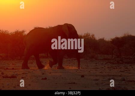 Un grand éléphant du désert taureau marche à travers le coucher du soleil. Banque D'Images