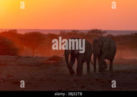 Deux éléphants taureaux marchent dans le coucher du soleil Banque D'Images