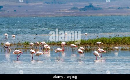 Grand flamant - Phoenicopterus roseus- debout dans le lac Magadi dans le cratère du Ngorogoro en Tanzanie Banque D'Images