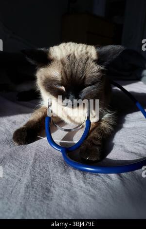 Chat siamois avec stéthoscope sur le lit à la lumière du soleil. Banque D'Images