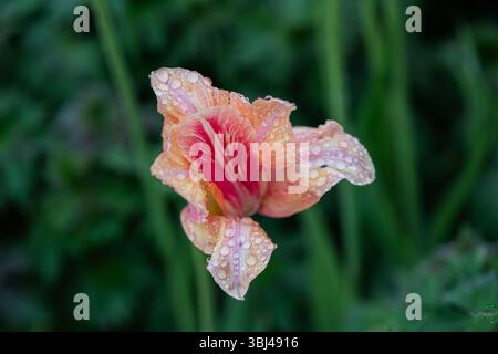 Fleur de tulipe orange avec des gouttes de pluie sur les pétales dans le jardin. Banque D'Images
