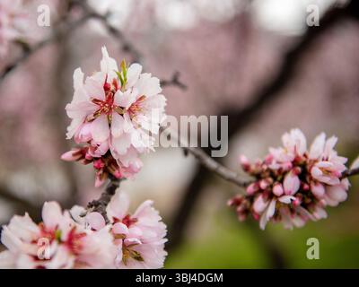 Belles branches d'amandiers en fleurs au printemps, gros plan. Banque D'Images