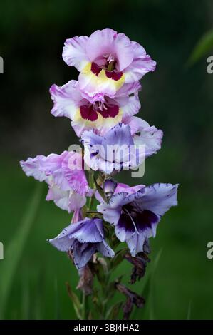 Gros plan de glaïeules en fleurs dans le jardin d'été. Banque D'Images