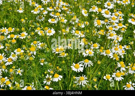 La beauté de la camomille fleurie un matin de printemps. Camomille sauvage, Matricaria chamomilla, est une plante médicinale extraordinaire qui pousse sauvage dans EA Banque D'Images