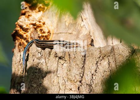 Lézard skink à cinq lignes prenant le soleil sur l'écorce d'un arbre Banque D'Images