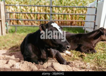 Gros plan de deux vaches à la ferme labyrinthe de maïs Banque D'Images