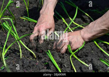 Un homme plante des plantes vertes dans la terre. L'homme porte d Banque D'Images