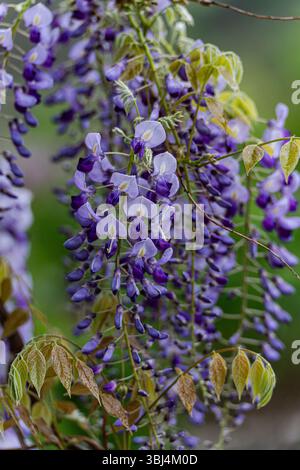 Floraison d'une plante de Wisteria colorée lilas brillant Banque D'Images