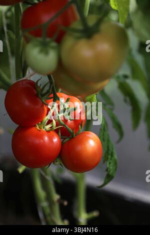 Tomates rouges sur une branche en gros plan. Banque D'Images