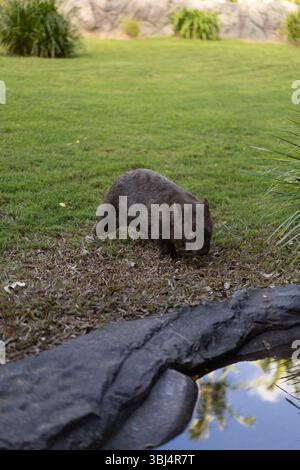 Wombat marchant près de l'étang dans le zoo australien Banque D'Images