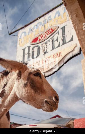 Angle bas de l'âne et signe de l'hôtel à Oatman, AZ Banque D'Images