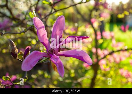 Gros plan d'une fleur de Magnolia susan dans le jardin ensoleillé Banque D'Images