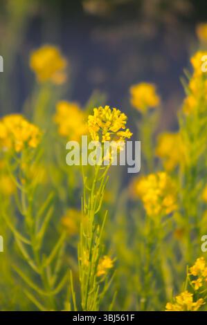 belle fleur jaune avec fond de rêve dans l'éclairage d'heure d'or Banque D'Images