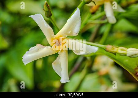 Gros plan d'une petite fleur parfumée de jasmin étoilé (Trachelospermum jasminoides) en été Banque D'Images