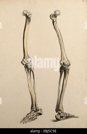 OS de la jambe et du pied, 1830-1835. Banque D'Images