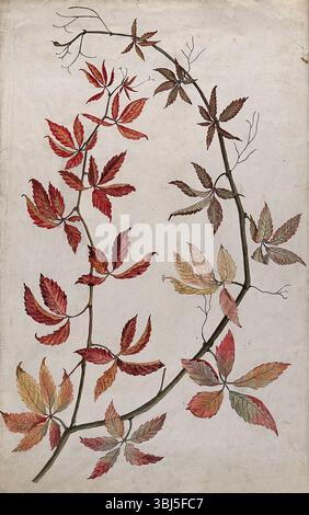 Crampon de Virginie (Parthenocissus quinquefolia) : tige aux feuilles d'automne colorées, c1890. Banque D'Images