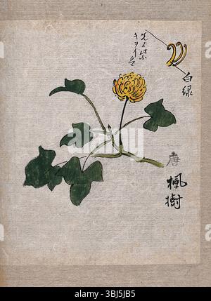 Une plante, peut-être une herbe nouée (espèce Polygonum) : tige et feuilles fleuries. Banque D'Images