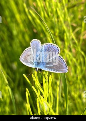 Papillon bleu commun trouvé sur les falaises côtières dans le Northumberland Banque D'Images