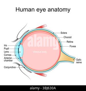 Anatomie oculaire. Coupe transversale d'un globe oculaire humain. Schéma pour l'enseignement et l'usage médical. Affiche vectorielle détaillée Illustration de Vecteur