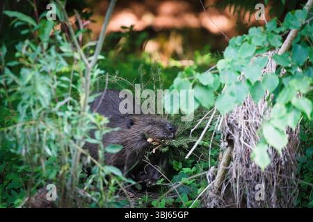 La fibre de ricin alias Eurasian ou Beaver européen construit un barrage de castor dans son habitat naturel. Nature de la république tchèque. Banque D'Images