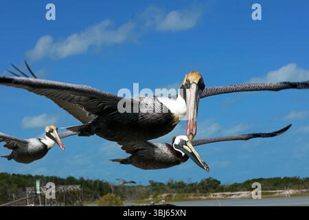 Pélican brun en vol, réserve de biosphère de Rio Lagartos, Yucatan, Mexique Banque D'Images