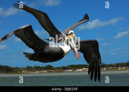 Pélican brun en vol, réserve de biosphère de Rio Lagartos, Yucatan, Mexique Banque D'Images