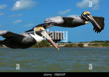 Pélican brun en vol, réserve de biosphère de Rio Lagartos, Yucatan, Mexique Banque D'Images