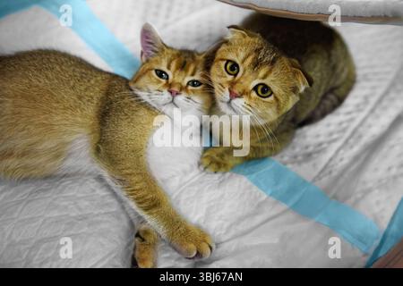 Les chats écossais à oreilles droites et les chats écossais couchés sur un tapis blanc. Gros plan. Banque D'Images