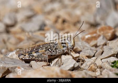 Criquet italien (Calliptamus italicus) sur une colline rocheuse, Kamenjak, comté de Sibenik-Knin, Croatie, septembre. Banque D'Images