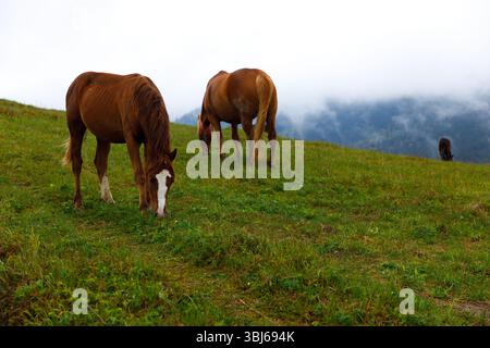 Un paysage pittoresque avec des chevaux paissant paisiblement sur une herbe verte vibrante dans une région montagneuse entourée de brume atmosphérique et de nuages, sh Banque D'Images