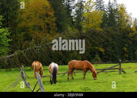 L'image montre trois chevaux qui paissent paisiblement dans un pâturage vert, avec un arbre tombé et une forêt luxuriante en arrière-plan, mettant en valeur la beauté o Banque D'Images