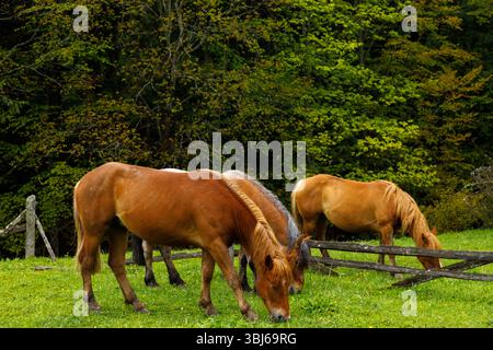 Une scène tranquille avec des chevaux qui paissent paisiblement dans une prairie verdoyante. Le fond est riche avec un feuillage vibrant, encapsulant la beauté naturelle Banque D'Images