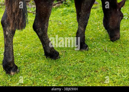 Cette image capture la vue rapprochée des pattes et des sabots d'un cheval alors qu'il pèle sur une herbe verte riche, mettant en valeur les tons terreux du cheval et le surr Banque D'Images
