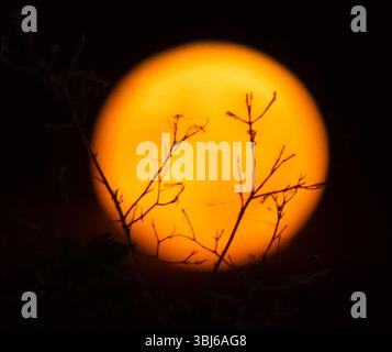 Pleine lune rouge entre les branches Banque D'Images