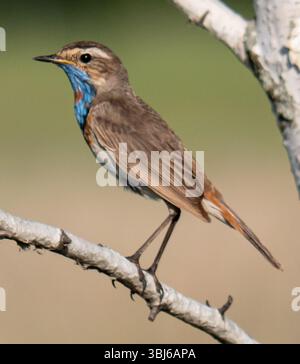 Bleu perché sur un fil Banque D'Images