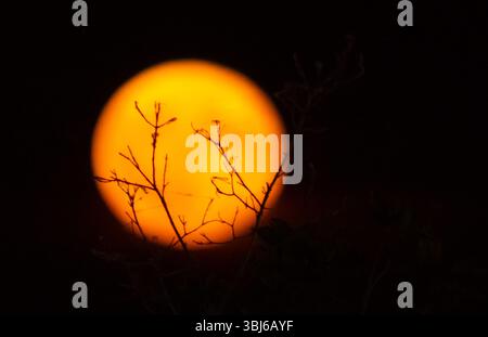 Pleine lune rouge entre les branches Banque D'Images