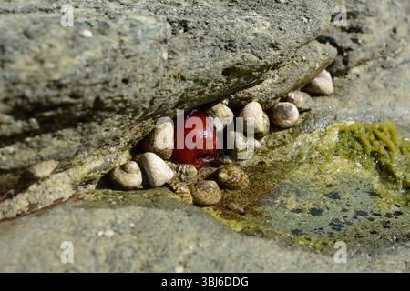 Une tomate de mer enroulée à marée basse, entourée de crustacés. Banque D'Images