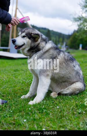 Sur cette image, un magnifique Malamute d'Alaska est assis sur une herbe verte luxuriante tout en étant soigné par une personne tenant un peigne rose, avec un backdro naturel serein Banque D'Images