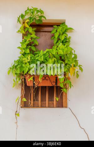 Image verticale d'une fenêtre en bois avec une vigne verte traînant d'un pot d'argile suspendu. Charme rustique et textures naturelles dans un cadre colonial simple. Banque D'Images
