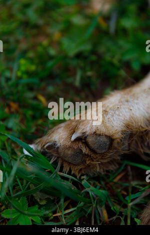 Une image détaillée se concentre sur la patte d'un animal reposant sur une herbe verte éclatante, mettant en évidence la fourrure, les ongles et les textures terreuses, dépeignant un Mo paisible Banque D'Images