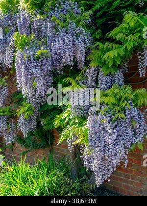 WISTERIA SINENSIS profusion de Wisteria floribunda typique « Kokuryu » floraison en pleine floraison parfaite, poussant contre un mur de briques rouges Royaume-Uni Banque D'Images