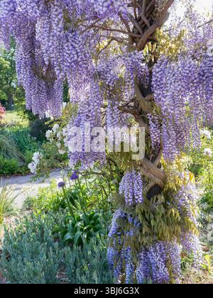 Wisteria dans l'arbre en pleine floraison printanière, de longues grappes de fleurs parfumées (racèmes) pendent des branches jumelées à la fin du printemps avec des fleurs d'été occasionnelles. Les couleurs des fleurs comprennent le blanc, le bleu lilas, le rose et le violet foncé dramatique. Les branches sont recouvertes d'une masse de feuilles mi-vertes qui jaunissent à l'automne avant de tomber. Banque D'Images