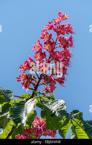 Red Horse châtaignier Tree avec des pointes de fleurs roses éclatantes et un feuillage palmate distinctif créant de superbes fleurs printanières en France Banque D'Images